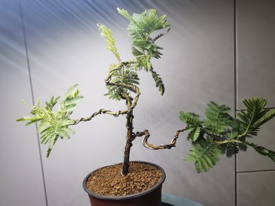 Mimosa