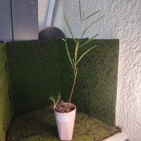 Omplantning - 10.04.2026 - Photo 1/1