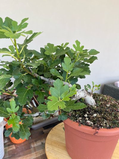 Fico carica