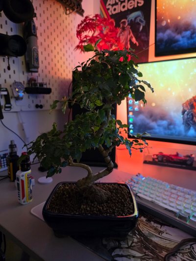Ligustrum