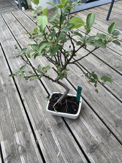 Malus Everest