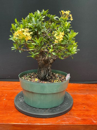 Ixora