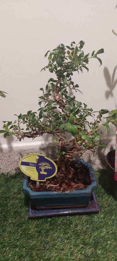 Ilex