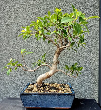 Fiyogi
