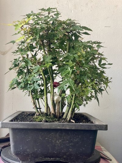 acer yamamomijii forêt
