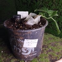 Umtopfen ohne Wurzelschnitt - 31.05.26 - Photo 1/1