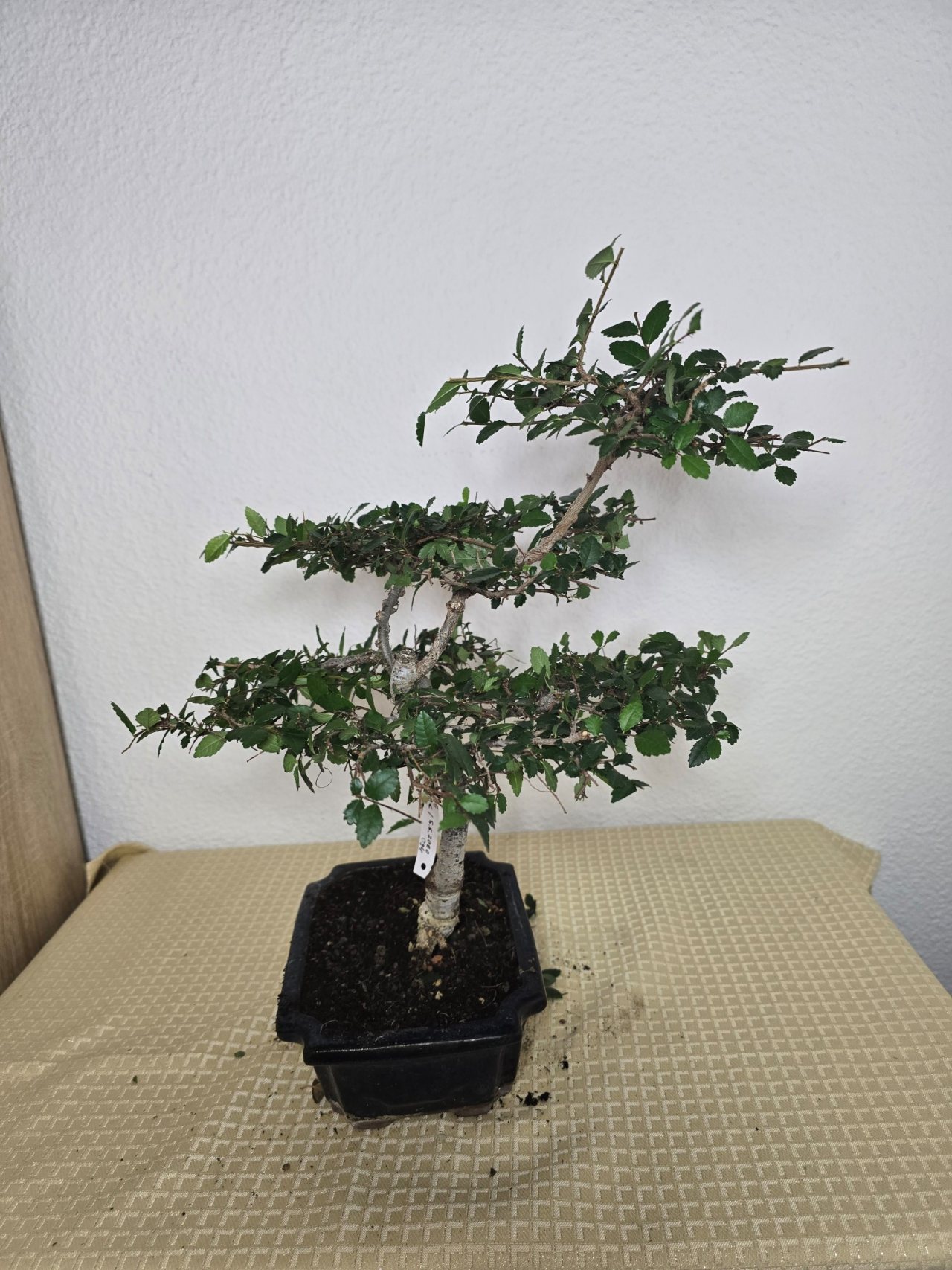 Photo 8