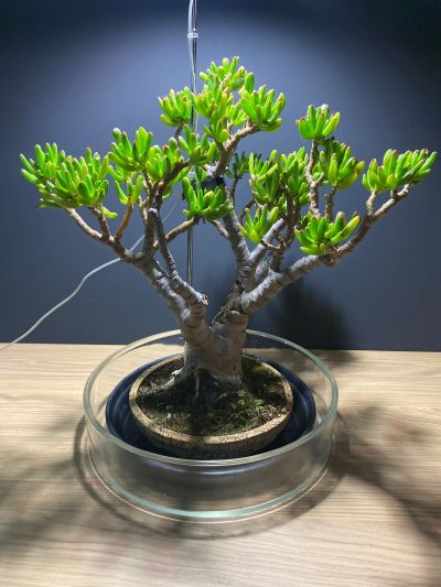 Crassula Ovata