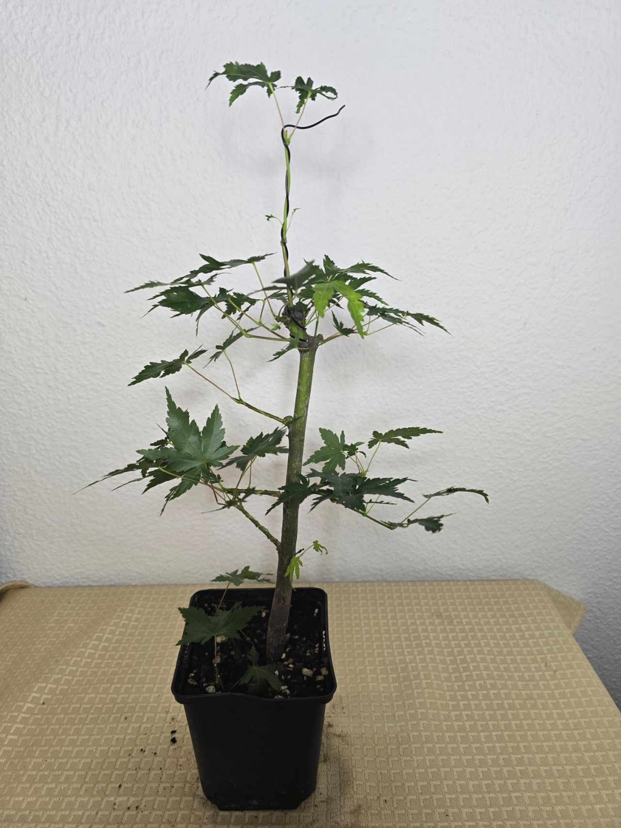 Photo 26