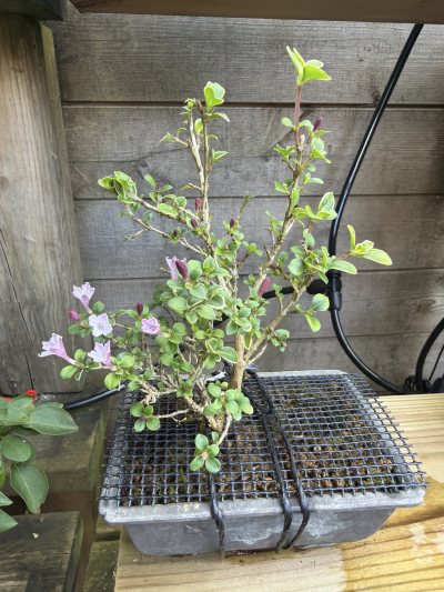 Serissa