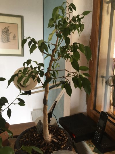 Ficus 3