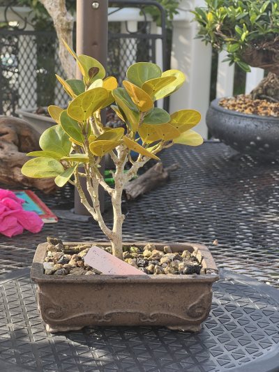 Mistletoe fig ficus