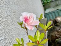 Umtopfen - 26.05.24 - Photo 1/3