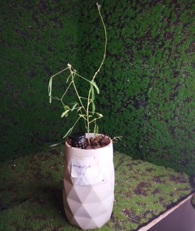 Мимоза стыдливая (Mimosa pudica) 01