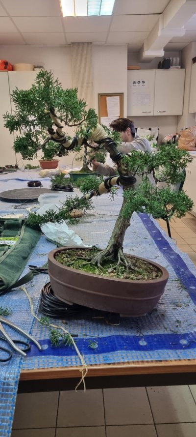 Juniperus