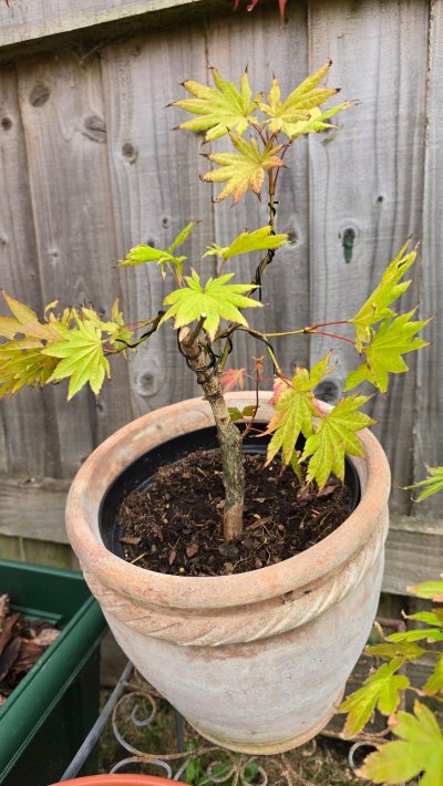 Maple