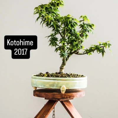 Arce Kotohime