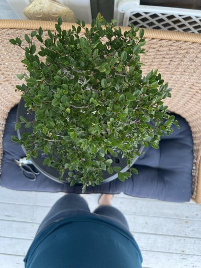 Chinese elm