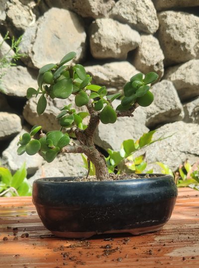 Portucalaria