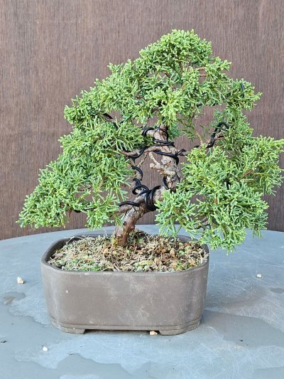 Juniperus chinensis