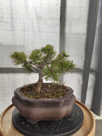 Pinus Mugo