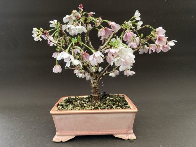 Shohin Prunus Kojou- no - mai
