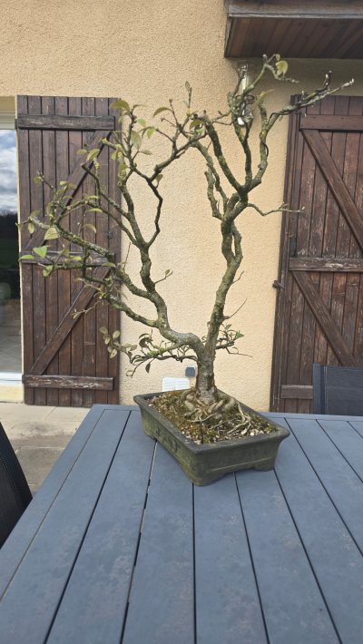 Cotoneaster 2