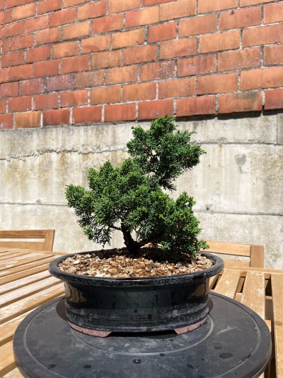 Juniperus sargentii