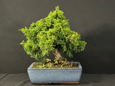 Juniperus Itoigawa