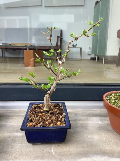 Euonymus Alatus III
