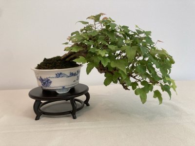 Shohin Erable de Burger