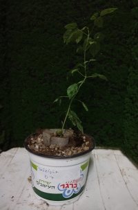Omplantning - 01.11.2025 - Photo 1/1