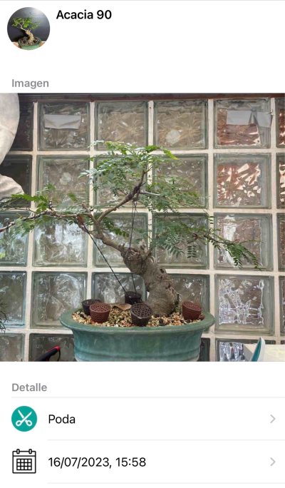 Acacia 90