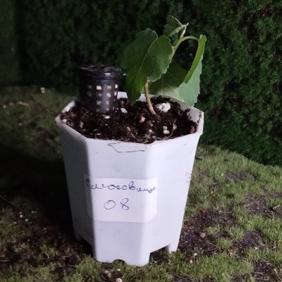 Смоковница обыкновенная 🌳 СОб08 ~○⌑