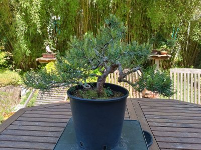 Pin Sylvestre 027