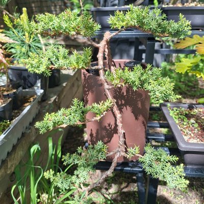 Blue Star Juniper