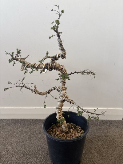 Twisted Chinese Elm