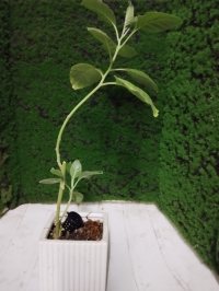 পর্যবেক্ষণ - ২/১১/২৫ - Photo 1/1