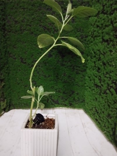Витания снотворная 01 (Withania somnifera)