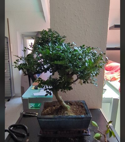 Zanthoxylum