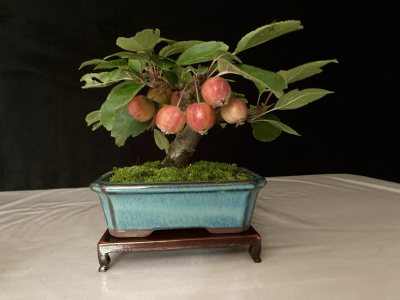 Shohin Pommier Evereste