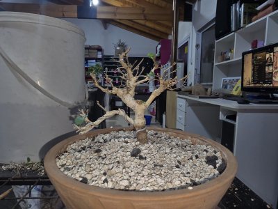 Olmo 9