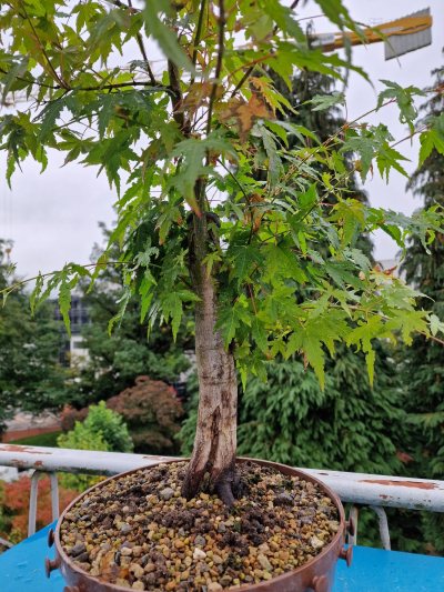 Hollow trunk palmatum