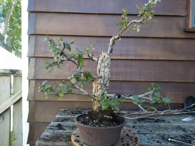 Cork Oak 001