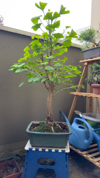 Biloba
