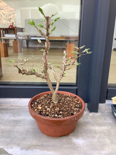 Euonymus alatus