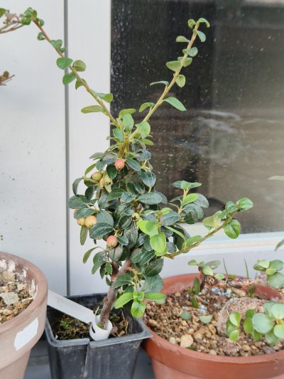 cotoneaster