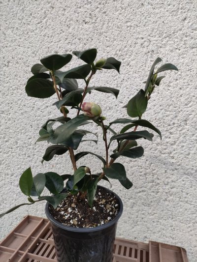 Camellia