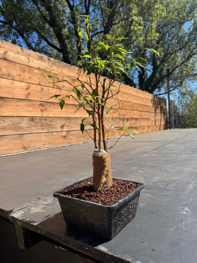 Focus Tree