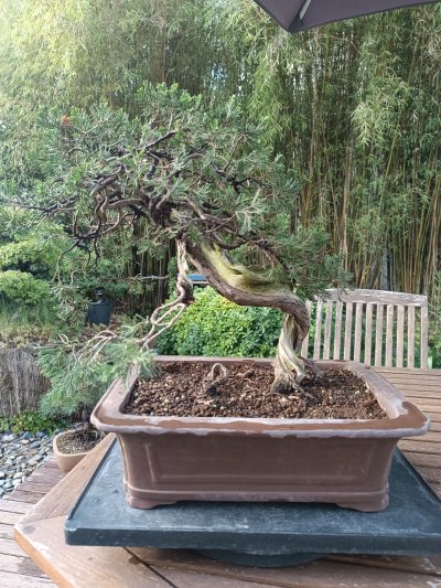 Juniperus sabina